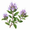 Fleur de Alpine Mint Bush Synergie - Élixirs de Fleurs