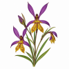 Fleur de Angelsword Synergie - Élixirs de Fleurs