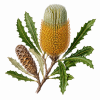 Fleur de Banksia Robur Synergie - Élixirs de Fleurs