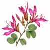 Fleur de Bauhinia Synergie - Élixirs de Fleurs