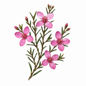 Fleur de Boronia Synergie - Élixirs de Fleurs