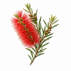 Fleur de Bottlebrush Synergie - Élixirs de Fleurs