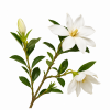 Fleur de Bush Gardenia Synergie - Élixirs de Fleurs
