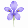 Fleur de Bush Iris Synergie - Élixirs de Fleurs