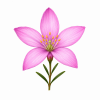 Fleur de Crowea Synergie - Élixirs de Fleurs