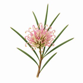 Fleur de Dagger Hakea Synergie - Élixirs de Fleurs