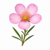 Fleur de Dog Rose Synergie - Élixirs de Fleurs