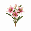 Fleur de Five Corners Synergie - Élixirs de Fleurs