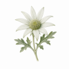 Fleur de Flannel Flower Synergie - Élixirs de Fleurs