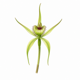 Fleur de Green Spider Orchid Synergie - Élixirs de Fleurs