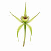 Fleur de Green Spider Orchid Synergie - Élixirs de Fleurs
