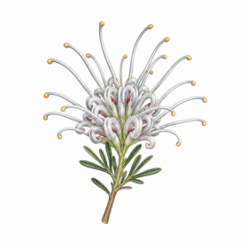 Fleur de Grey Spider Flower Synergie - Élixirs de Fleurs