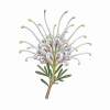 Fleur de Grey Spider Flower Synergie - Élixirs de Fleurs