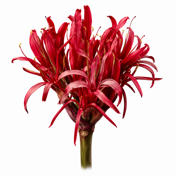 Fleur de Gymea Lily Synergie - Élixirs de Fleurs