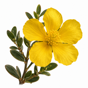 Fleur de Hibbertia Synergie - Élixirs de Fleurs