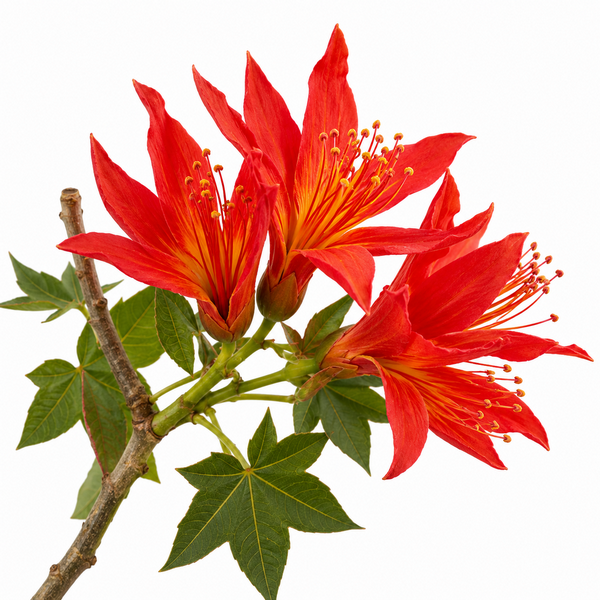 Fleur de Illawara Flame Tree Synergie - Élixirs de Fleurs
