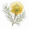 Fleur de Isopogon Synergie - Élixirs de Fleurs