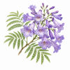 Fleur de Jacaranda Synergie - Élixirs de Fleurs