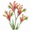 Fleur de Kangaroo Paw Synergie - Élixirs de Fleurs