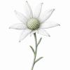 Fleur de Little Flannel Flower Synergie - Élixirs de Fleurs