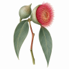 Fleur de Macrocarpa Synergie - Élixirs de Fleurs