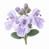 Fleur de Mint Bush Synergie - Élixirs de Fleurs