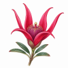Fleur de Mountain Devil Synergie - Élixirs de Fleurs