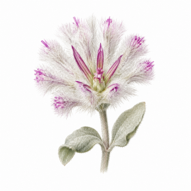 Fleur de Mulla Mulla Synergie - Élixirs de Fleurs