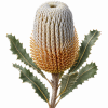 Fleur de Old Man Banksia Synergie - Élixirs de Fleurs