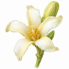 Fleur de Paw Paw Synergie - Élixirs de Fleurs