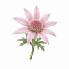 Fleur de Pink Flannel Flower Synergie - Élixirs de Fleurs