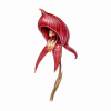 Fleur de Red Helmet Orchid Synergie - Élixirs de Fleurs