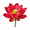 Fleur de Red Lily Synergie - Élixirs de Fleurs