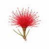 Fleur de She Oak Synergie - Élixirs de Fleurs