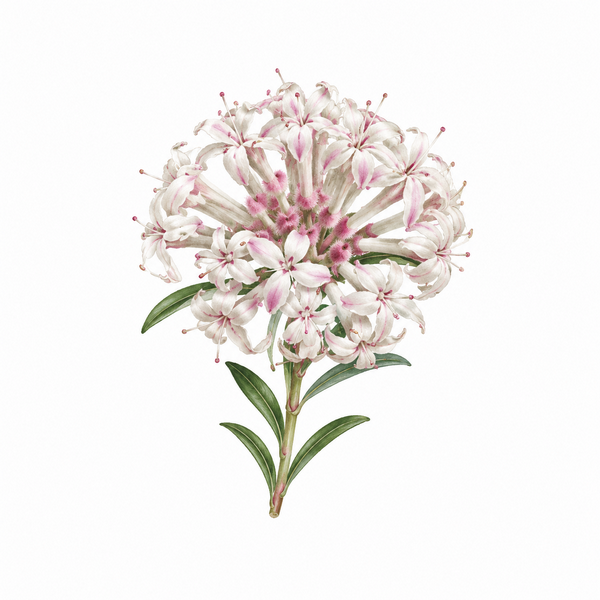 Fleur de Slender Rice Flower Synergie - Élixirs de Fleurs