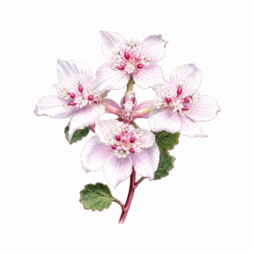 Fleur de Southern Cross Synergie - Élixirs de Fleurs