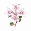Fleur de Southern Cross Synergie - Élixirs de Fleurs