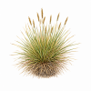 Fleur de Spinifex Synergie - Élixirs de Fleurs