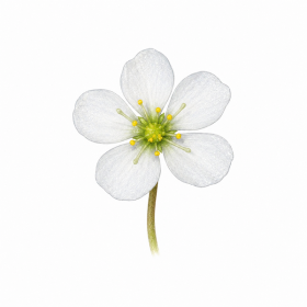 Fleur de Sundew Synergie - Élixirs de Fleurs