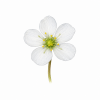 Fleur de Sundew Synergie - Élixirs de Fleurs