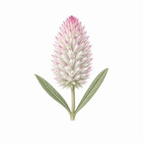 Fleur de Tall Mulla Mulla Synergie - Élixirs de Fleurs
