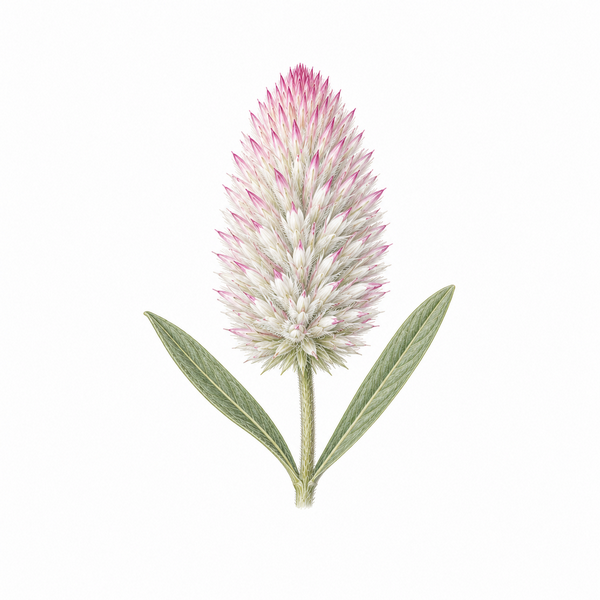 Fleur de Tall Mulla Mulla Synergie - Élixirs de Fleurs