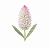 Fleur de Tall Mulla Mulla Synergie - Élixirs de Fleurs