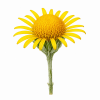 Fleur de Tall Yellow Top Synergie - Élixirs de Fleurs