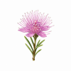 Fleur de Turkey Bush Synergie - Élixirs de Fleurs