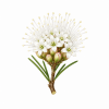 Fleur de Wedding Bush Synergie - Élixirs de Fleurs