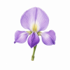 Fleur de Wisteria Synergie - Élixirs de Fleurs