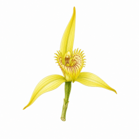 Fleur de Yellow Cowslip Orchid Synergie - Élixirs de Fleurs