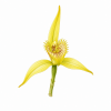 Fleur de Yellow Cowslip Orchid Synergie - Élixirs de Fleurs