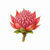 Fleur de Monga Waratah Synergie - Élixirs de Fleurs